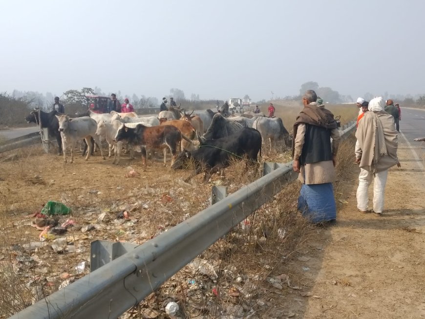 ग्रामीणों ने दौड़ा दौड़ा कर हाईवे पर पकड़े गोवंश