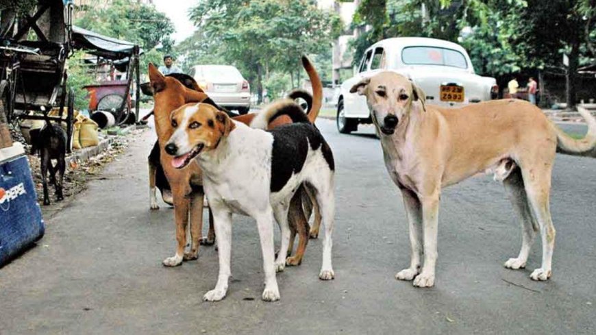 व्यवसायी की मौत के बाद आवारा कुत्तों की समस्या पर बिफरे लोग