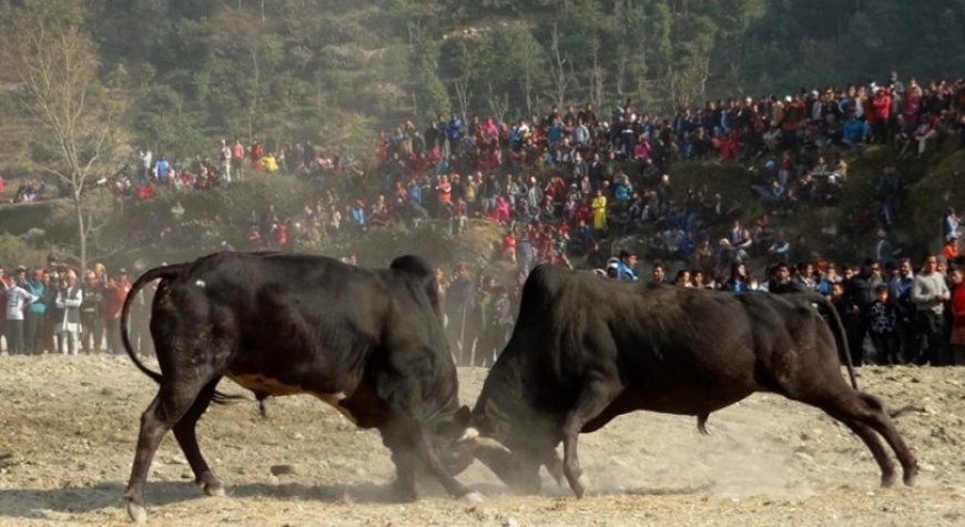 नेपाल में शुरू हुआ 19वीं शताब्दी का उत्सव गोरू जुदाई