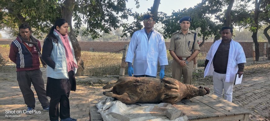 जंगल मे सुअर का मिला अधजला शव, अज्ञात शिकारियों के विरुद्ध वन्य जीव संरक्षण अधिनियम के तहत मामला दर्ज