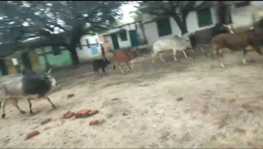 शाहाबाद : छुट्टा गोवंशों को ग्रामीणों ने पूर्व माध्यमिक विद्यालय रामपुर हृदय में किया बंद