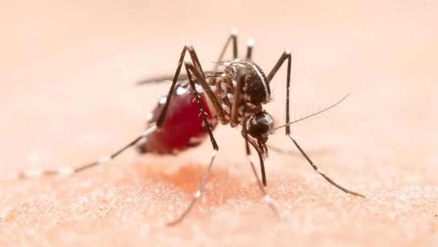 कर्नाटक के उडुपी में डेंगू के मामलों में वृद्धि