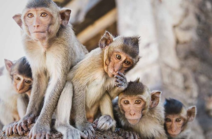 अलीगढ़ में बंदर खा गए 35 लाख रुपये की चीनी