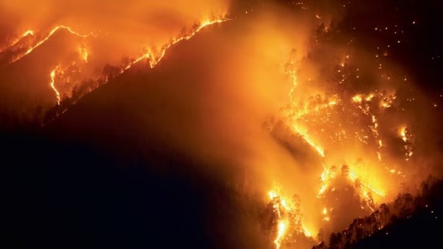 हिमाचल प्रदेश के जंगलों में आग के 88 नए मामले