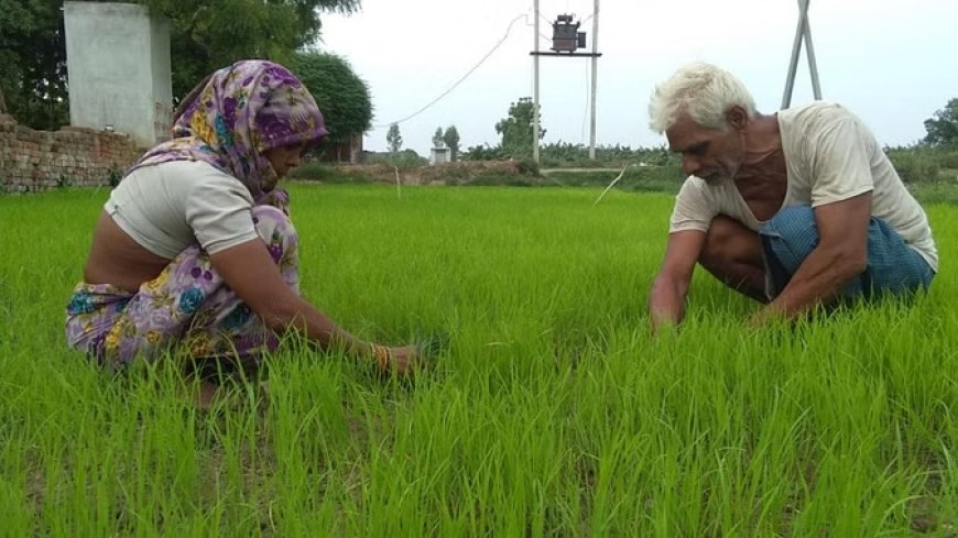 'सब्सिडी के बावजूद कृषि नीतियों में बदलाव की जरूरत', मुख्य आर्थिक सलाहकार की अहम टिप्पणी