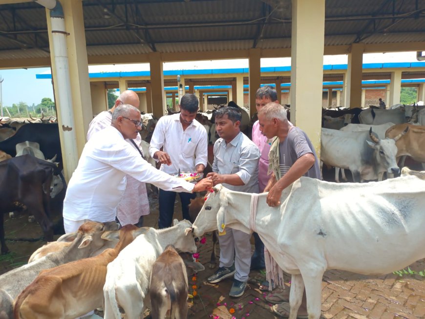 श्रीकृष्ण जन्माष्टमी पर किया गया गौपूजन, गायों को खिलाया गुड़