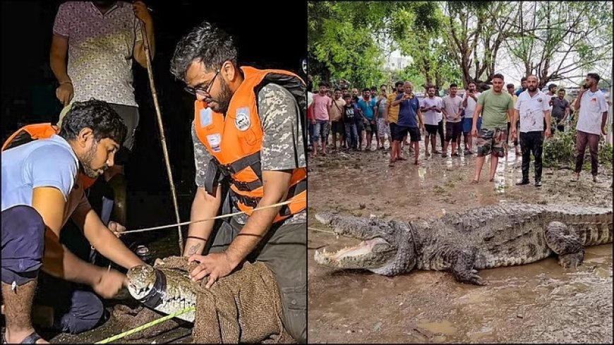 भारी बारिश और बाढ़ के बाद मगरमच्छ के खतरे से जूझ रहे वडोदरा के लोग; नदी के उफान पर होने से बाहर आए