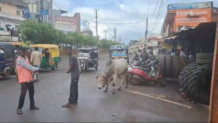 निराश्रित गौ-वंश को गौशाला में किया गया शिफ्ट