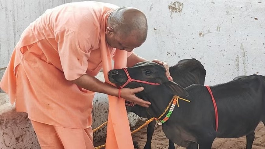 गोरखनाथ मंदिर में आईं छोटी-छोटी गैया, सीएम योगी ने पुंगनूर गाय को खूब दुलारा; अपने हाथों से खिलाया गुड़