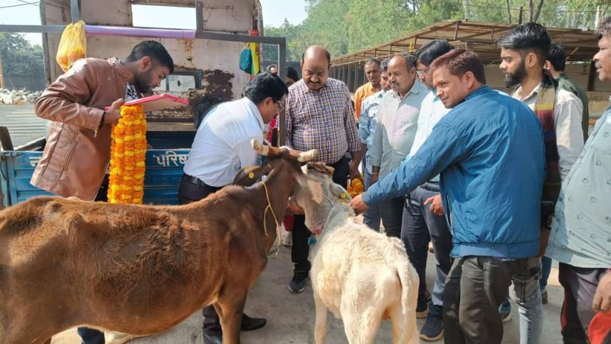 कलेक्टर डॉ. सतेन्द्र सिंह द्वारा आज कैंट गौशाला का निरीक्षण किया गया