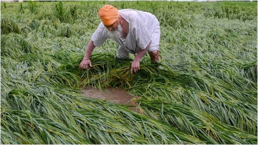 'गेहूं और चावल की पैदावार में आ सकती है गिरावट', जलवायु परिवर्तन को लेकर मौसम विभाग की चेतावनी