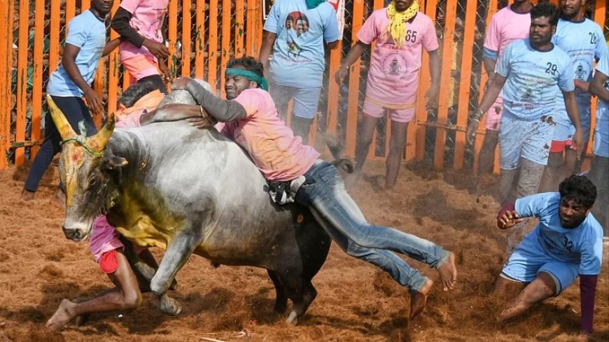 1,100 Bulls, Truck, Car On Prize List: Jallikattu Event Begins In Tamil Nadu