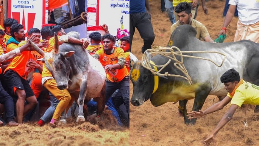 रोमांच और जोखिम का खेल जल्लीकट्टू में सात लोगों ने गंवाई जान, 130 घायल, दो बैलों की भी मौत