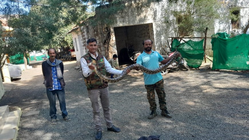 वन विभाग राधौगढ़ के सर्पमित्र ने गैल परिसर में विशाल अजगर का किया रेस्क्यू